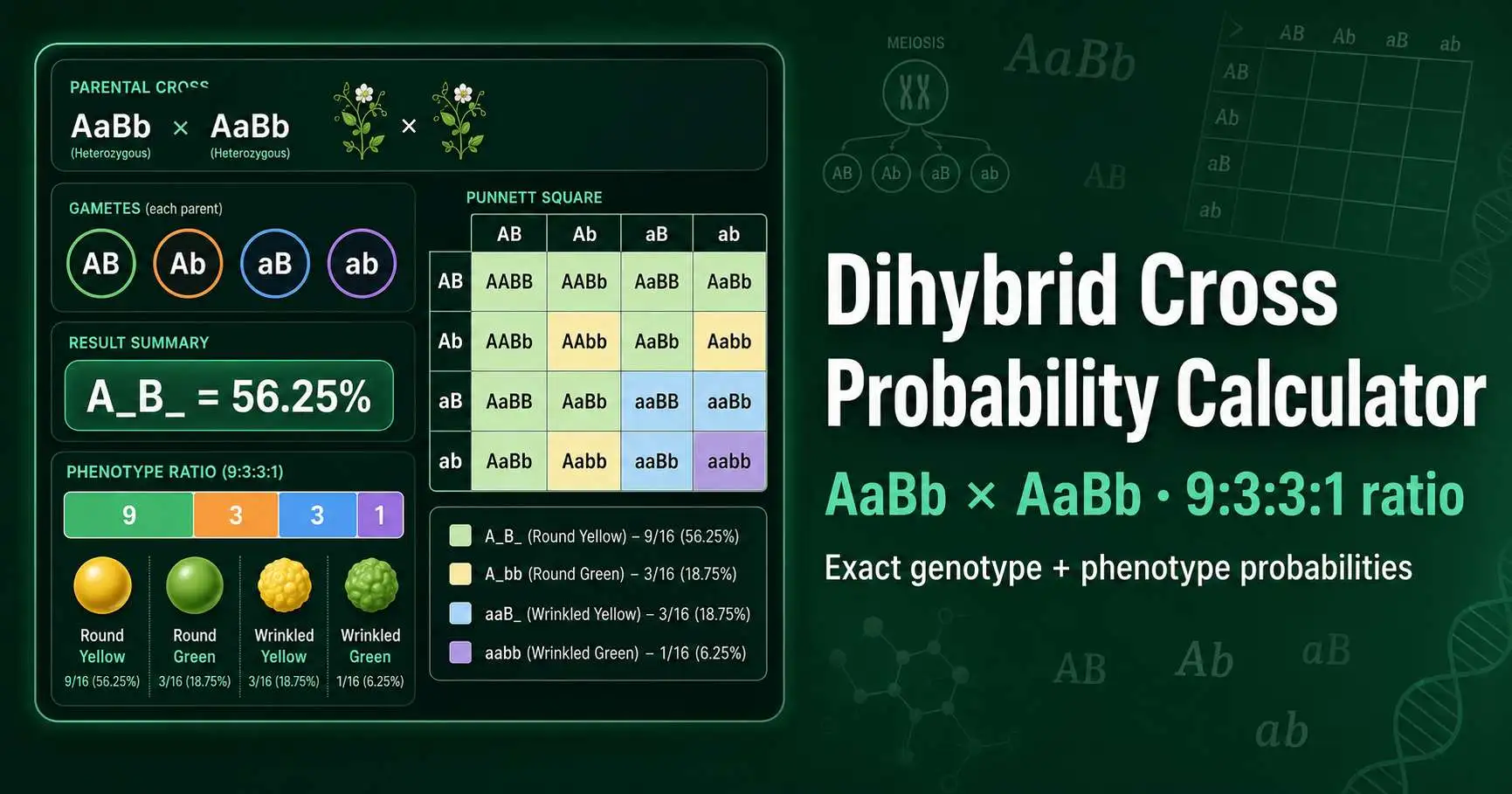 Dihybrid cross probability diagram showing AaBb gametes, a 4 by 4 Punnett grid, and the 9 to 3 to 3 to 1 phenotype ratio