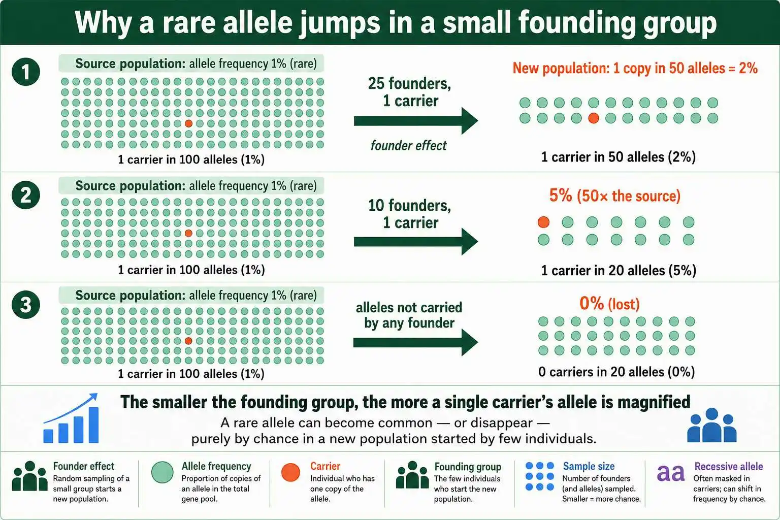 How a founder allele jumps in frequency
