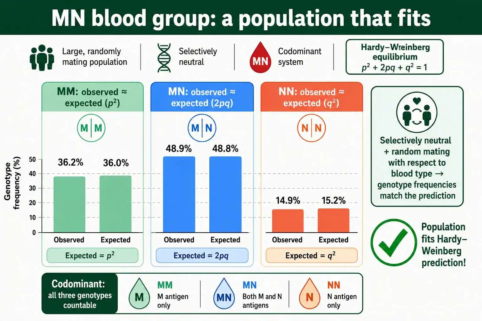 MN blood group fits Hardy-Weinberg