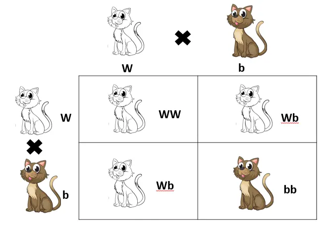 Monohybid Punnett Square