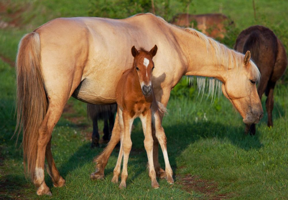 Horse Coat color