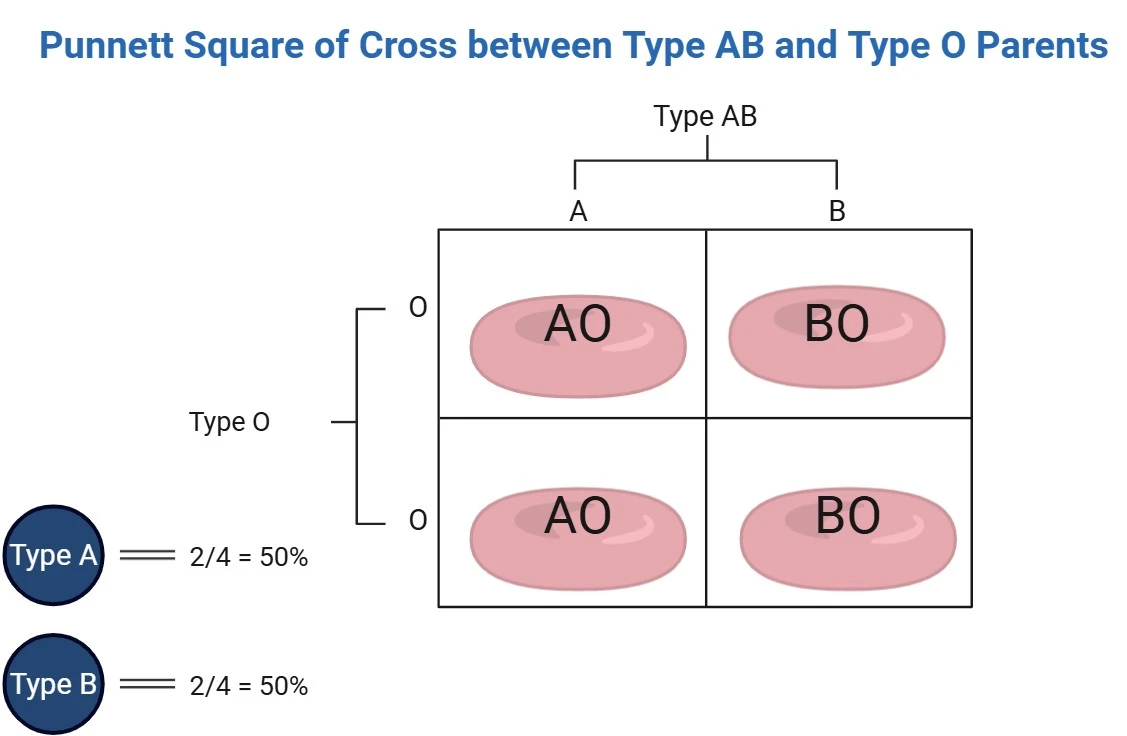 Type AB (AB) × Type O (OO) Punnett Square