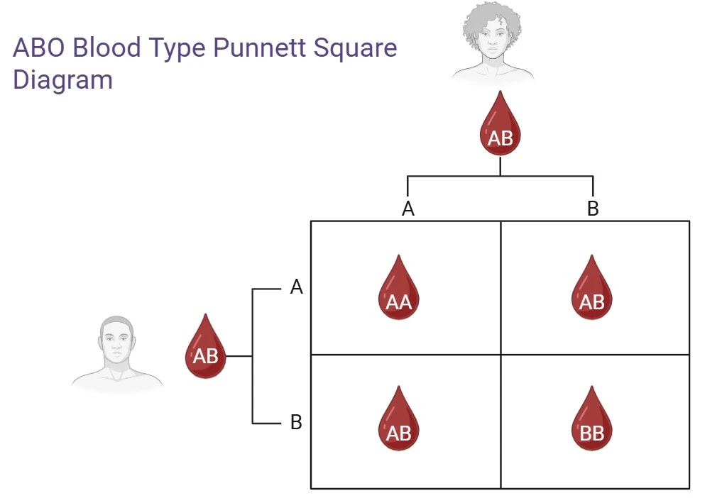 Basic Blood Type Punnett Square Diagram