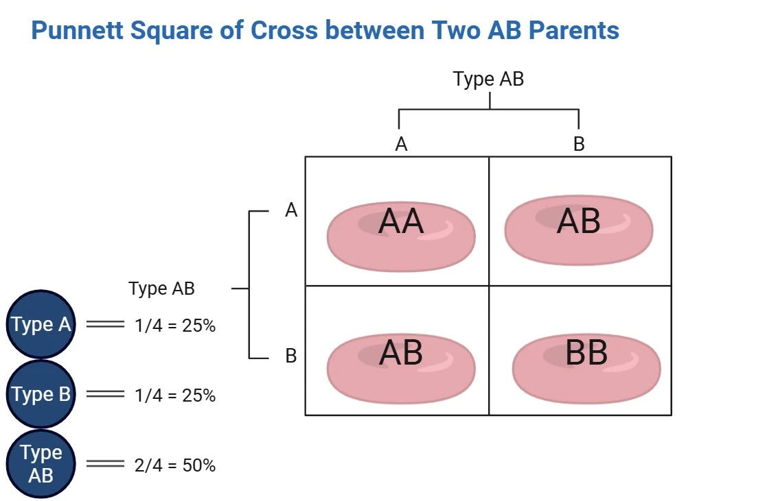 Type AB (AB) × Type AB (AB) Punnett Square
