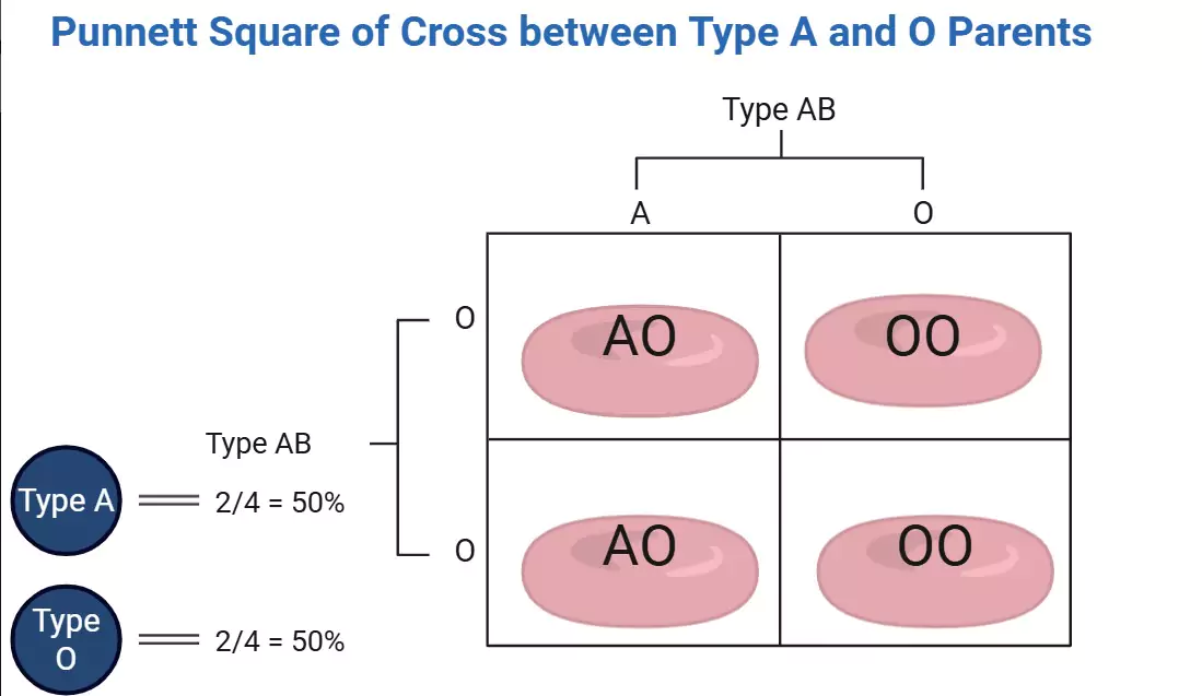 Type A (AO) × Type O (OO) Punnett Square
